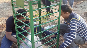 Plantation 2